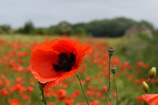 Free Poppy Red photo and picture