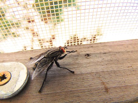 Free Fly Nature photo and picture