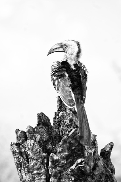 Free Bird Wildlife photo and picture