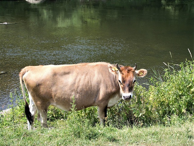 Free Cow Nature photo and picture