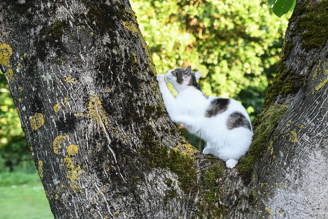 Katze, Natur, Baum, Haustier, Tier