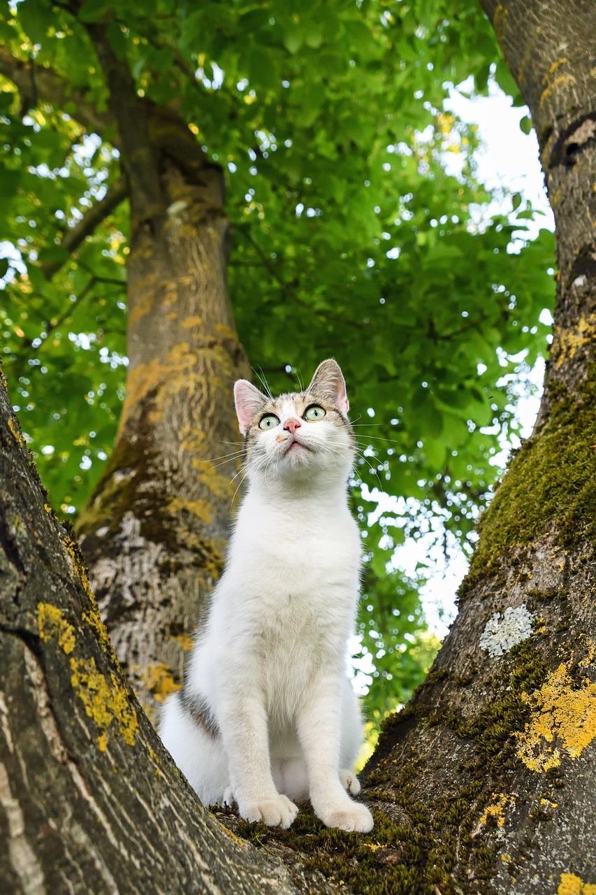 Cat Tree Green Free photo on Pixabay Pixabay