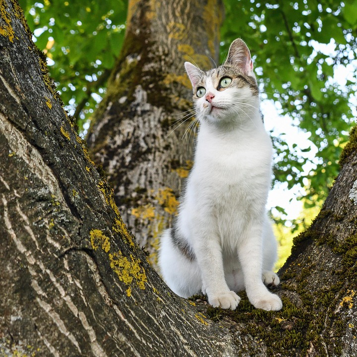 Chat Arbre Verdure Photo Gratuite Sur Pixabay