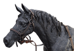 horse, horse head, portrait