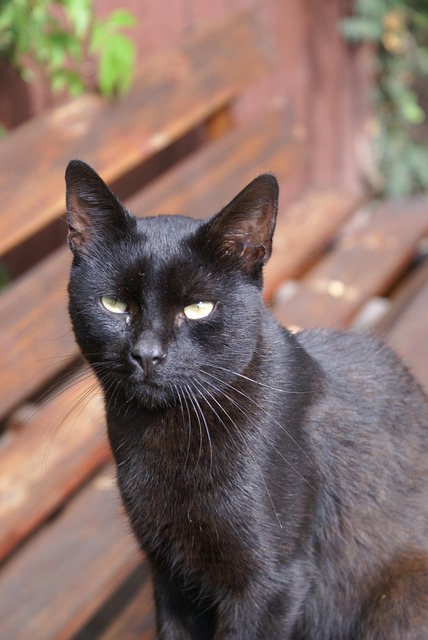 Gatinho, Animais, Natureza, Veja