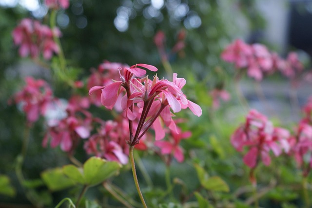 Flores, Papel De Parede De Flores, Verão