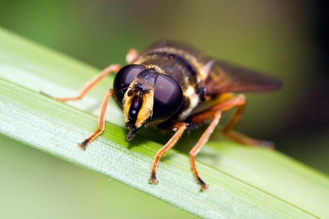Free Grove Hover Fly Nature photo and picture