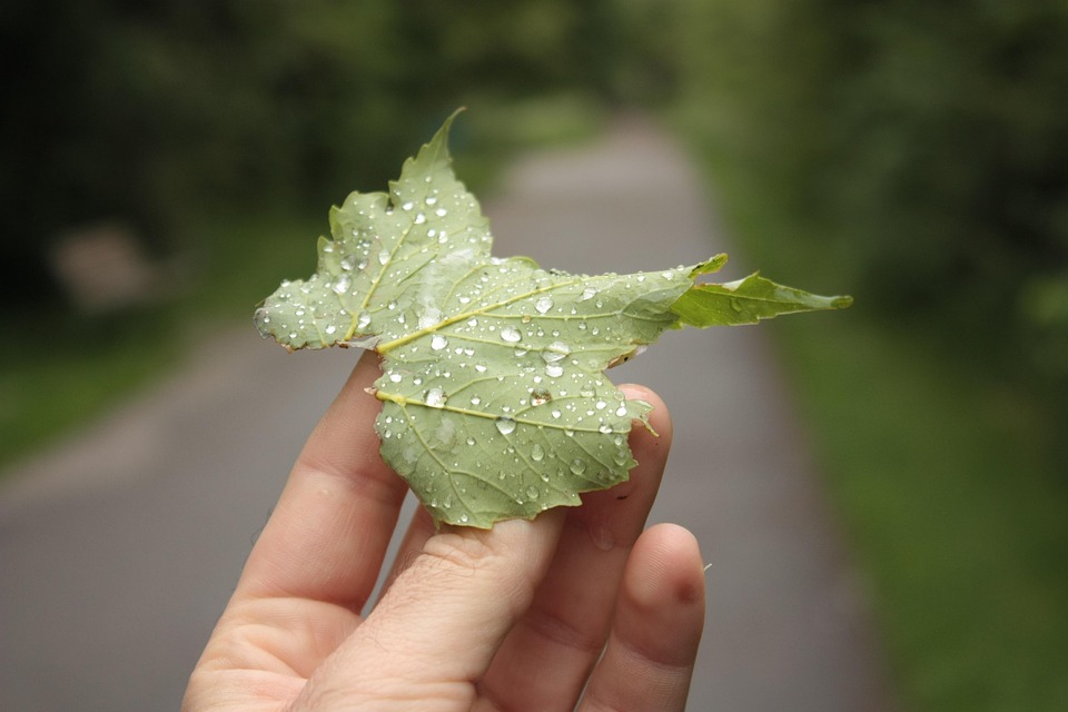 Daun Titisan Hujan Embun Foto Gratis Di Pixabay