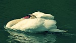 labut, aqueous, bird