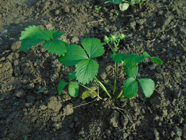 Free Strawberry Seedling photo and picture