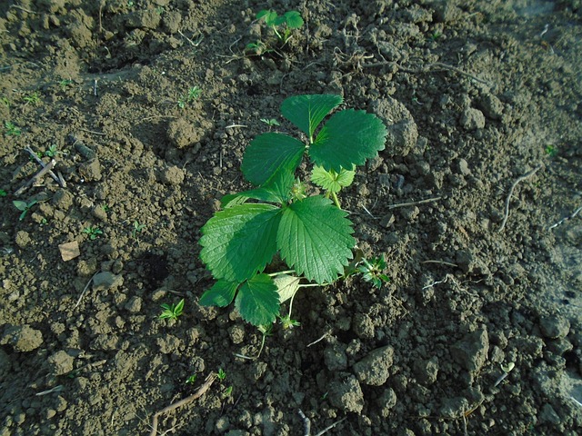 Free Strawberry Seedling photo and picture