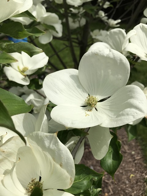 Free Spring Flower photo and picture