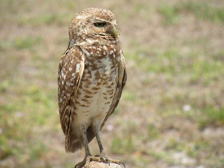 Free Burrowing Owl Bird photo and picture