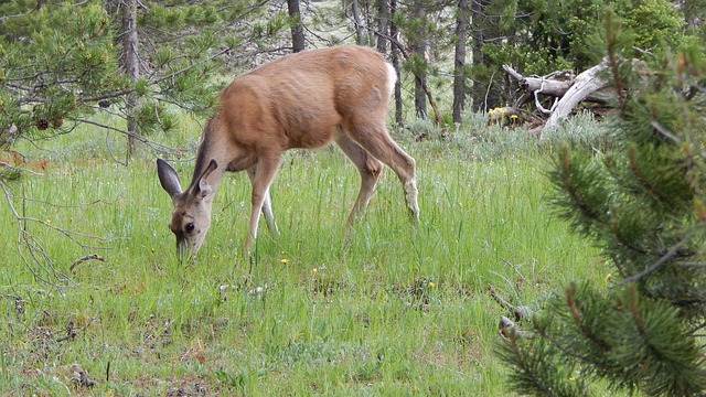 Free Deer Wildlife photo and picture
