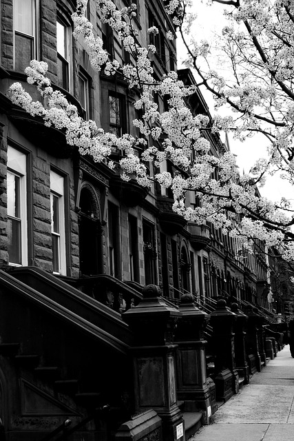 Free Harlem Street photo and picture