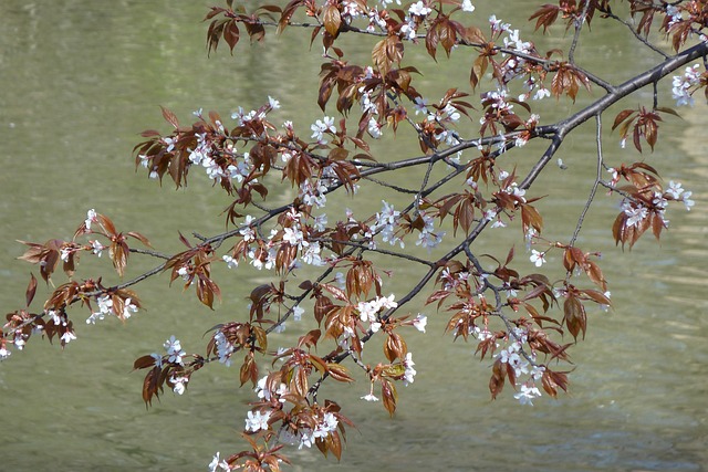 Free Flowers Spring photo and picture