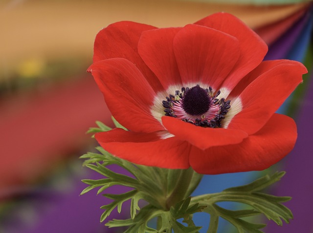 Free Poppy Flower Background photo and picture