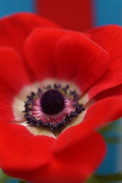 Free Poppy Blossom photo and picture