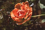 tulip, flower, orange