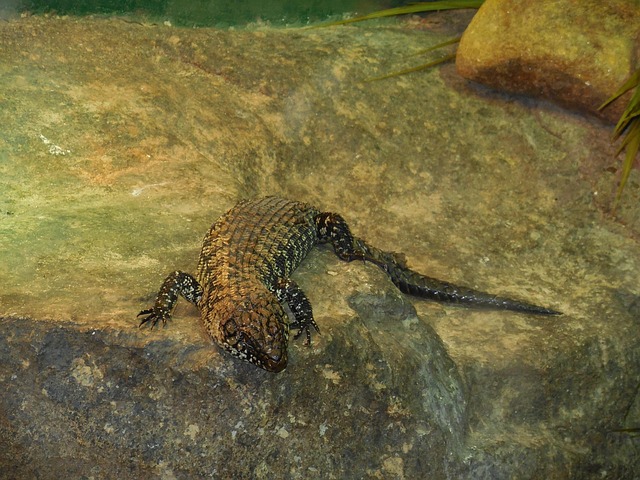 Free Lizard Terrestrial Lizard photo and picture