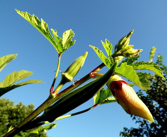 Quiabeiro, Natureza