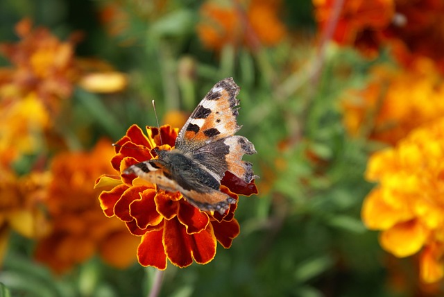 Borboleta, Flor, Fundo Flor, Natureza
