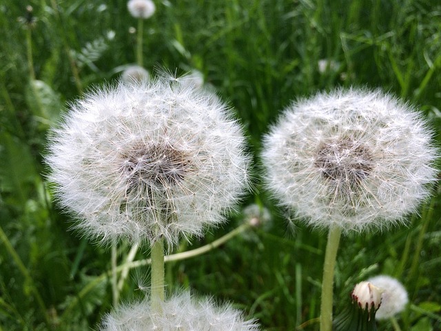 Free Dandelion Dandelions photo and picture