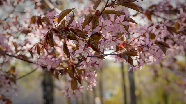 Free Cherry Bloom photo and picture