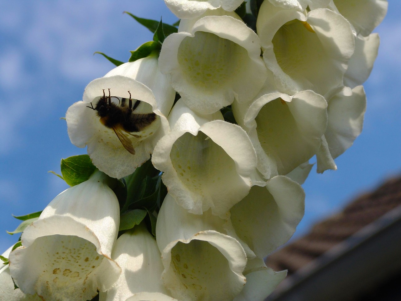 Thimble Garden Plant Close Free photo on Pixabay Pixabay