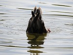 water bird, diving, water