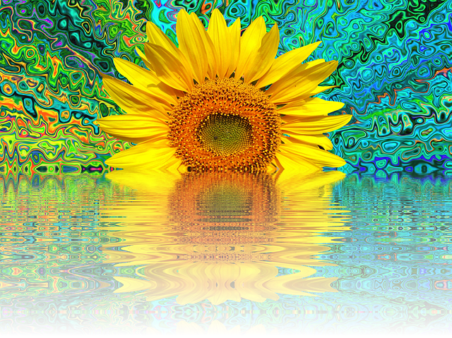 Download free HD stock image of Sunflower Summer Free sunflower summer blossom illustration