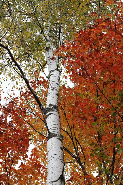 Free Birch Birch Tree photo and picture