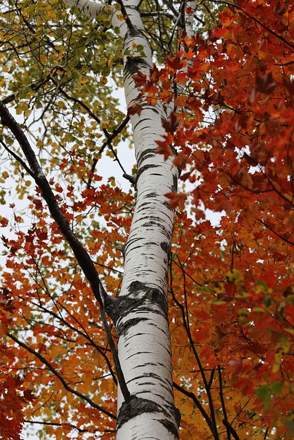 Free Birch Birch Tree photo and picture