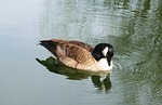 bird, pond, water
