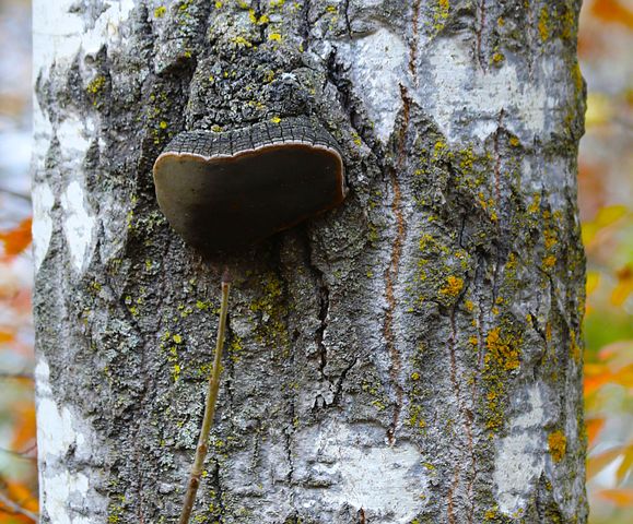 Birketræ Billeder - Download gratis billeder - Pixabay