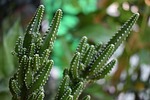 minicestus, cestus, tree