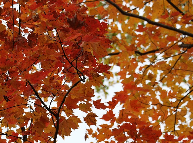 Free Birch Birch Tree photo and picture