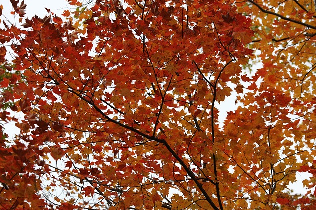 Free Birch Birch Tree photo and picture