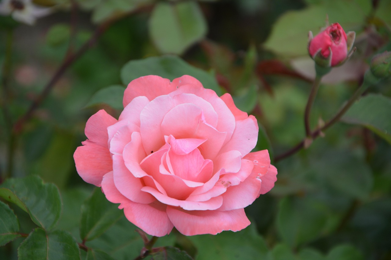 Pink Rosebush Bush Free photo on Pixabay Pixabay