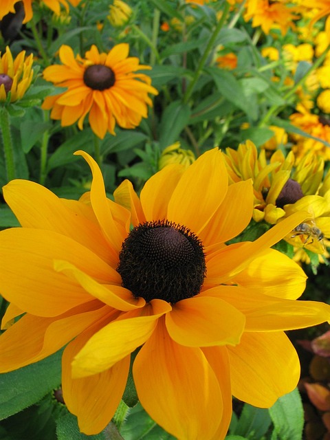 Sonnenhut, Blume Gelb, Blüte, Bild von bestenz_2017 auf Pixabay Sonnenhut – Blumen und Ziergräser für den Garten