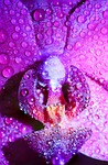 after rain, art, artistic