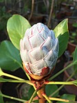 protea cynaroides, south africa, flower bud