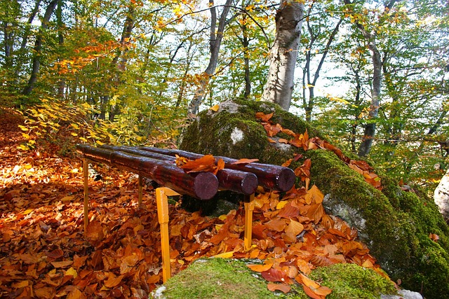Efterår, Skov, Gul, Blade, Bænk