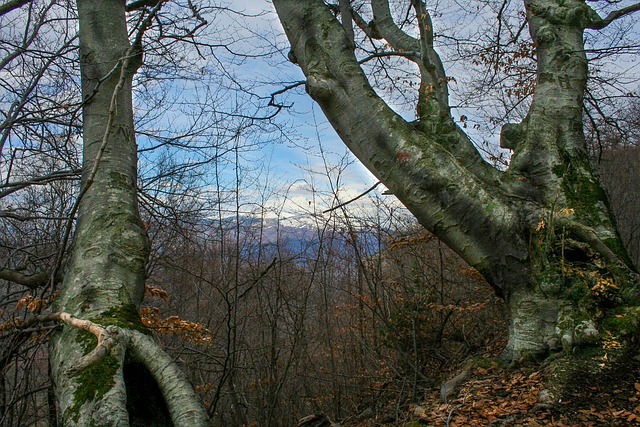 Skov, Efterår, Natur, Parkere, Træ