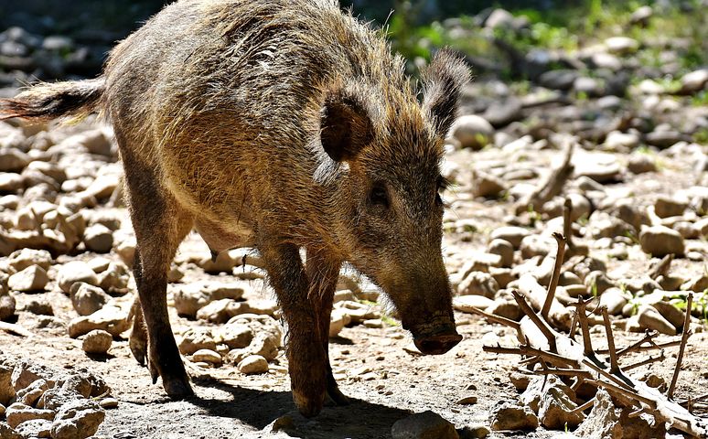400+ Free Boar & Wild Boar Photos - Pixabay