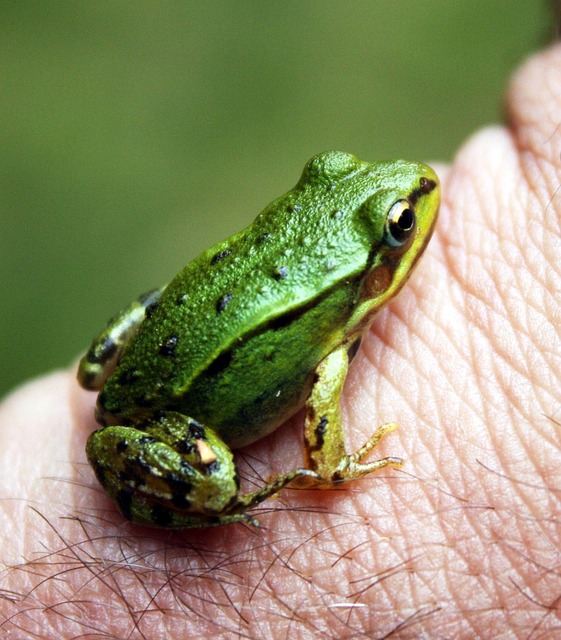 Free Frog Green photo and picture