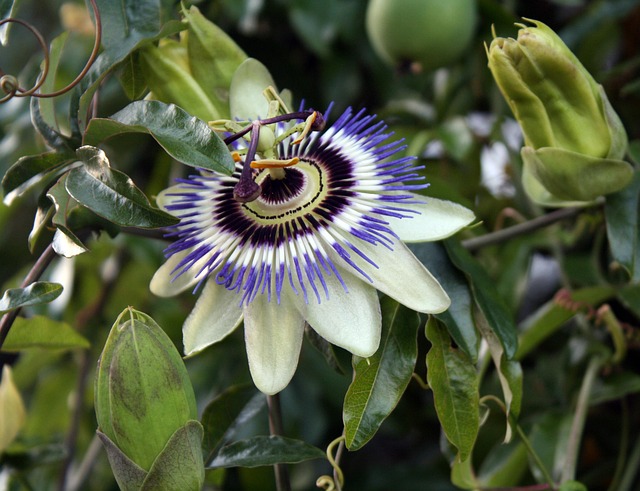 Free Passion Flower Exotic photo and picture