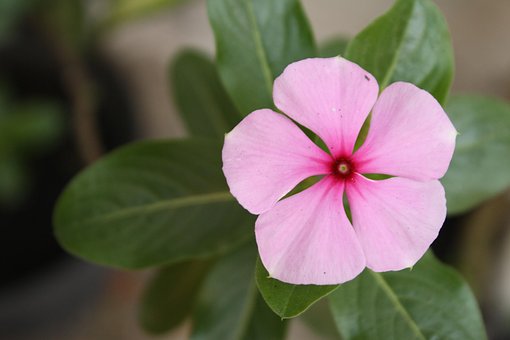 Free Flower Spring photo and picture