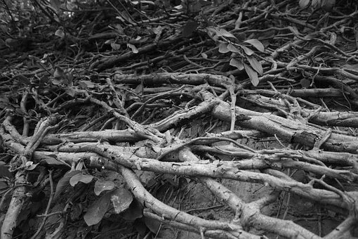 Free Tree Black And White photo and picture