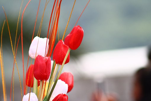 Free Tulip Flower photo and picture